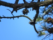 Hairy Woodpecker (f)