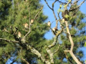 Cedar waxwings + Pine Siskin