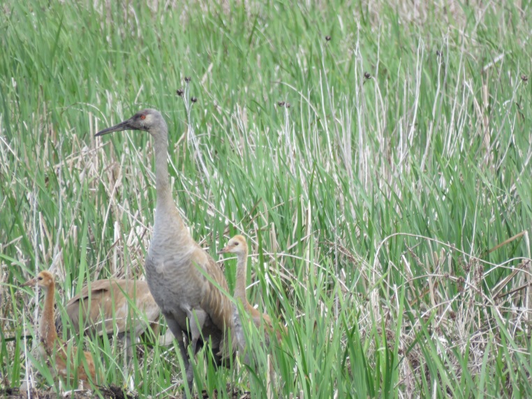 Sandhill crane (exploring muskrat lodge)