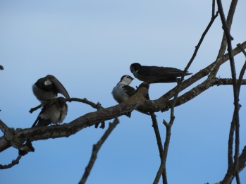 Violet-green and Northern rough-winged swallows