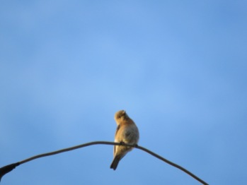 Western bluebird (Sialia mexicana)